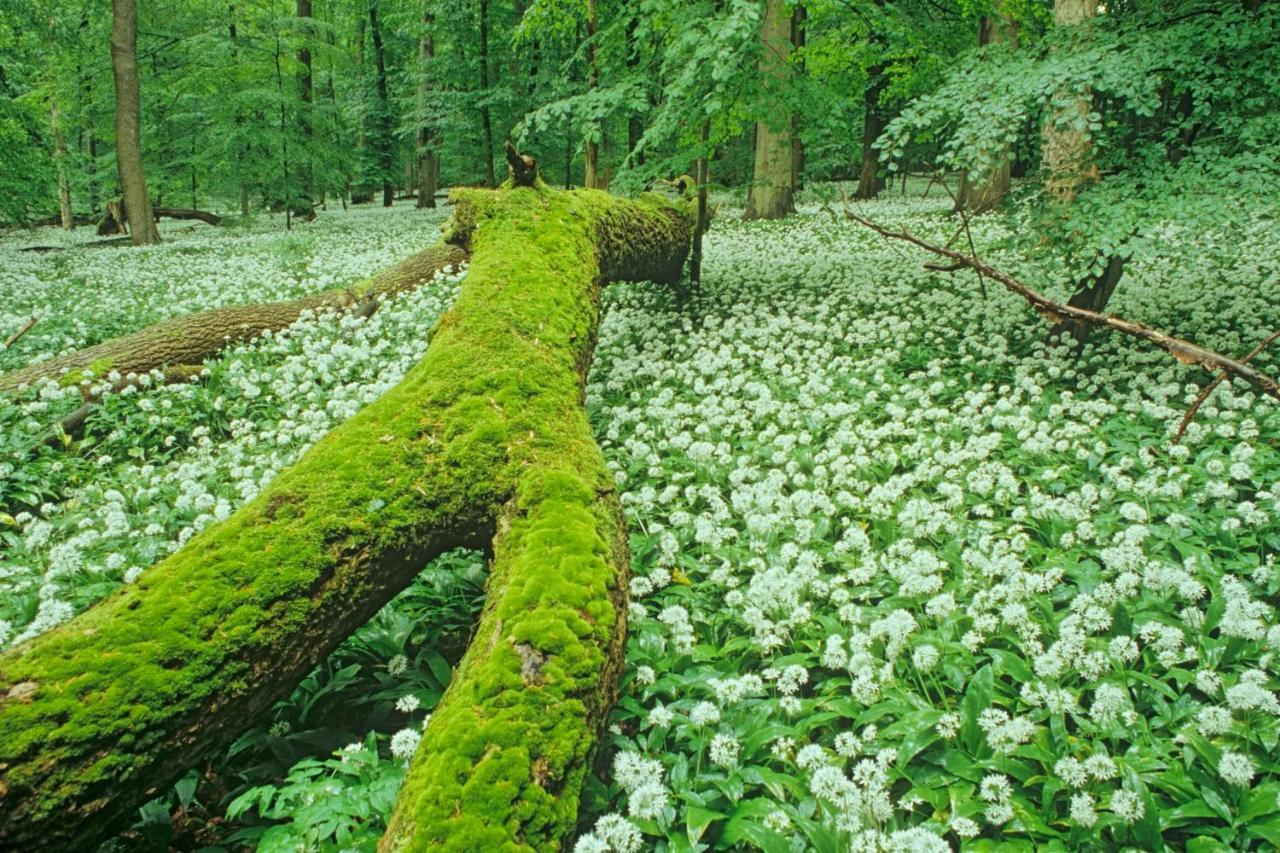 Ferienhaeuser Oberdorla Buitenkant foto