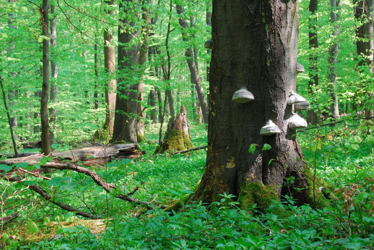 Ferienhaeuser Oberdorla Buitenkant foto